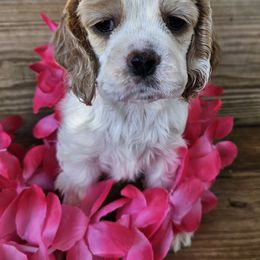 Cocker Spaniel Puppies from Riegelz Cockers