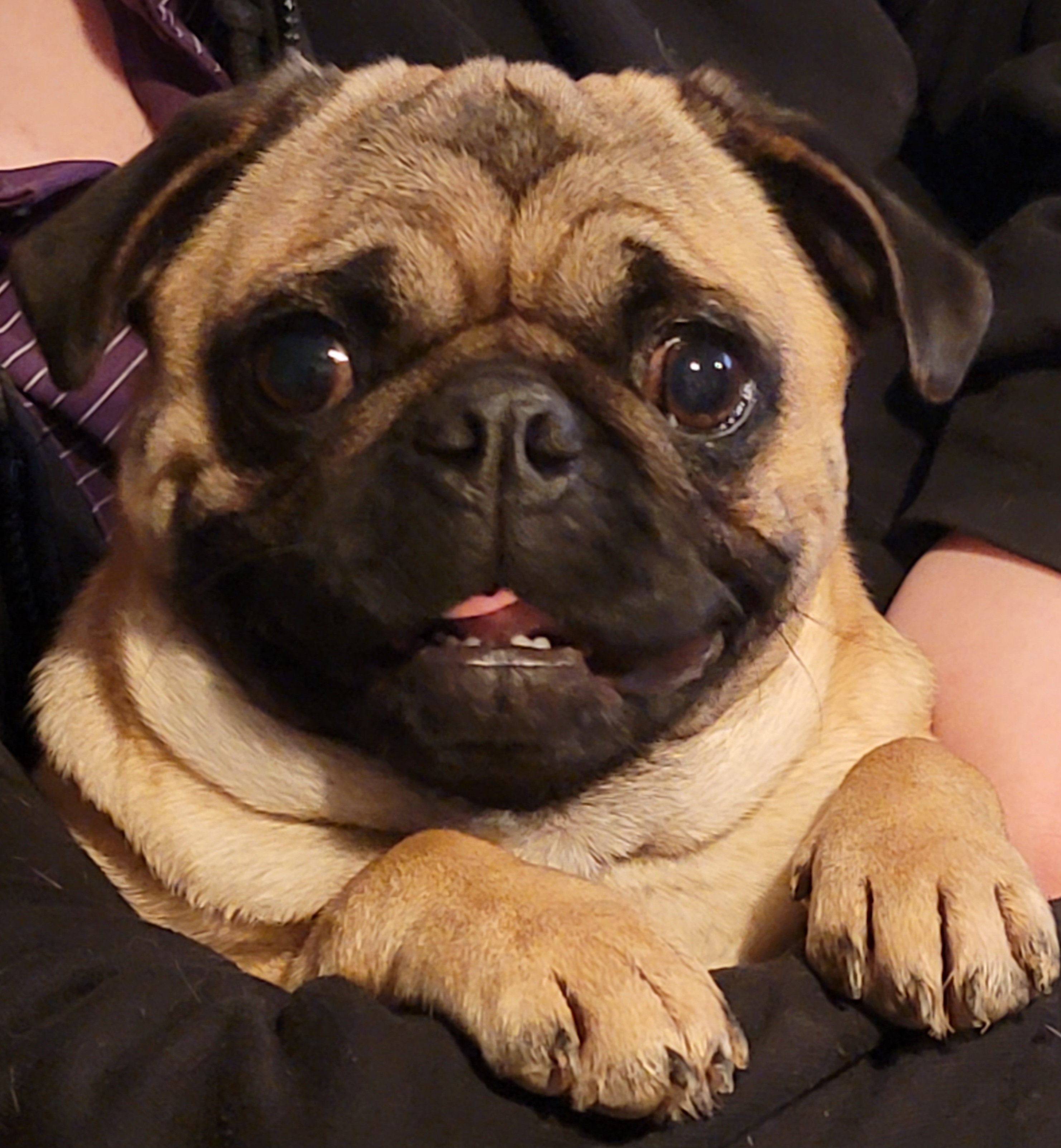 Sara - Pug