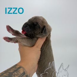 Izzo - Fawn male Great Dane puppy in Michigan from Ohana Great Danes of Michigan