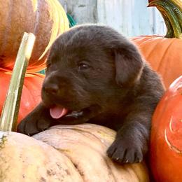 Maple (Light Pink Collar) - Charcoal female Dilute Retriever puppy in Baldwin City, Kansas from Hedge Lane Labradors