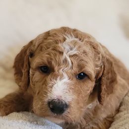 Goldendoodle Puppies from Americana Paws