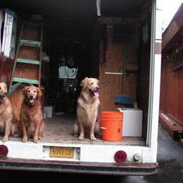 Golden Retriever All Grown Up from Grayling Golden Retrievers