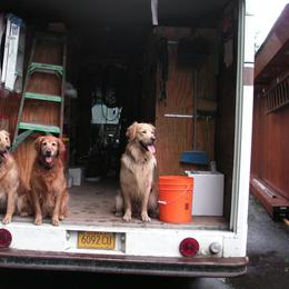 Golden Retriever All Grown Up from Grayling Golden Retrievers