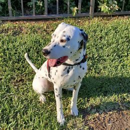 Dalmatians from Sami & Baxter’s Dalmatians
