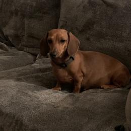 Vienna - Dachshund