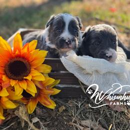 2nd pick - Slate female Border Collie puppy in Nashville, Arkansas from Whisenhunt Farms