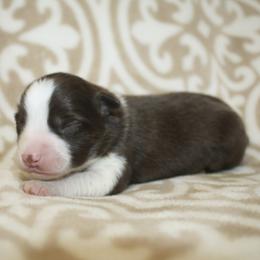 Emerald - Red tri female Toy Australian Shepherd puppy in Licking, Missouri from Burnett Aussies