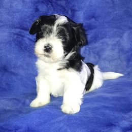 Havanese Puppies from Selah Havanese