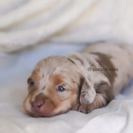 Elsa - Dapple female Dachshund puppy in Apple Valley, California from Socaldoxies