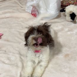 Havanese, Havapoo, Maltipoo, Miniature Schnauzer, Poodle, and Schnoodle Puppies from Mashburns Little Munchkins