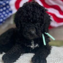 Navy - Black female Goldendoodle puppy in Zeeland, Michigan from Dandelion Lane Doodles