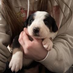 Girl 1 - Greater Swiss Mountain Dog puppy in Lower Burrell, Pennsylvania from Polyanna’s GSMD