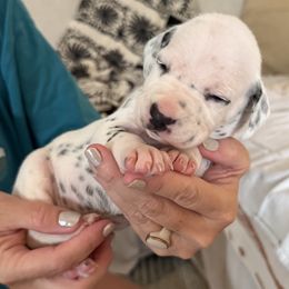 Girl 1 - female Dalmatian puppy in Tulsa, Oklahoma from White House Dals