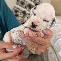 Girl 1 - female Dalmatian puppy in Tulsa, Oklahoma from White House Dals