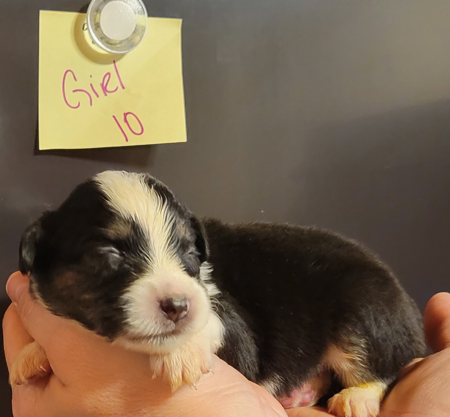 Miniature Australian Shepherd Puppies from TC Farms Stock Dogs