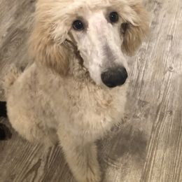 Girl 4 - Cream Poodle puppy in Shortsville, New York from Hidden Ridge Ranch