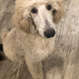 Girl 4 - Cream Poodle puppy in Shortsville, New York from Hidden Ridge Ranch