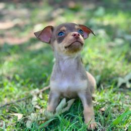 Little Lavender - Chocolate blue female Chihuahua puppy in Alvord, Texas from Gift of Gods Favor