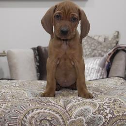 Yellow Girl - Red female Redbone Coonhound puppy in Shreveport, Louisiana from BAFERD Kennels