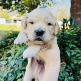 Golden Retriever Puppies from Golden Bunns Retrievers