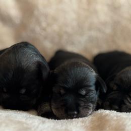 Male 1 - Salt and pepper male Miniature Schnauzer puppy in Brenham, Texas from Ashley Martinez