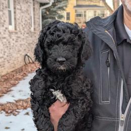 Blaze - Black female Goldendoodle puppy in Vinton, Iowa from Doodles to Love