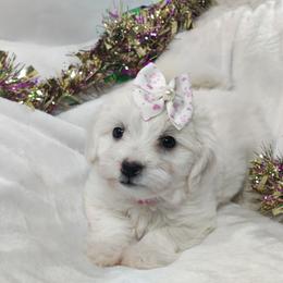Mari: OFA parents - White female Coton de Tulear puppy in Westfield, North Carolina from Legacy Pets