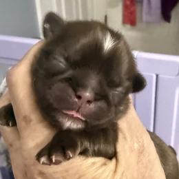 Ranger - Chocolate male Shih Tzu puppy in Tallahassee, Florida from Bows and Bow Ties