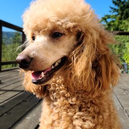 Assorted Doodle Crosses, Cavapoos, Labradoodles, Maltese, and Poodles from Fluffy Fawn