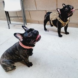 French Bulldog All Grown Up from SK Frenchies