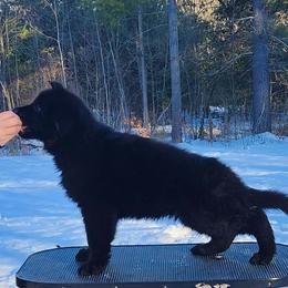 Bear - Black male German Shepherd puppy in White Cloud, Michigan from Von WestLynn German Shepherds
