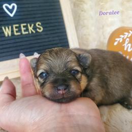 Doralee - Cream sable female Pomeranian puppy in Saint Charles, Missouri from Bisous Pomeranians & Heartland Sh