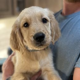 Boy 1 - Golden male Golden Retriever puppy in Fieldale, Virginia from Interlock Goldens