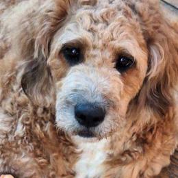 Rose fully trained adult - Sable female Saint Berdoodle puppy in Castle Rock, Washington from PNW Saint Berdoodles