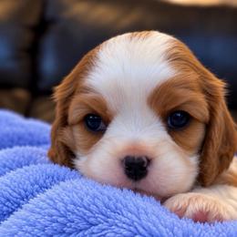 AKC Maisie - Blenheim female Cavalier King Charles Spaniel puppy in Port Angeles, Washington from God Speed Paws