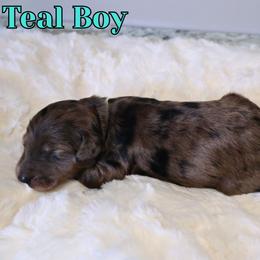 Teal Boy - Merle male Bernedoodle puppy in Enfield, Connecticut from Sweet Connecticut Doodles