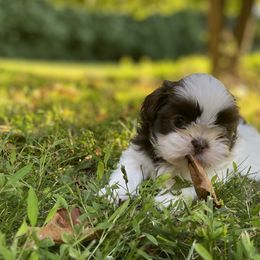 Shih Tzu Puppies from Dempsey’s Darlings
