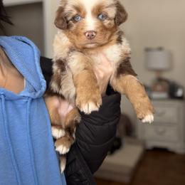 Buddy - Red merle male Australian Shepherd puppy in Tyner, Kentucky from Lil’ Town Aussies