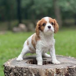 Ocean - Blenheim female Cavalier King Charles Spaniel puppy in Kirksville, Missouri from Royal Country Cavaliers of Missouri