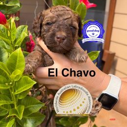 El Chavo - Parchment male Australian Labradoodle puppy in San Juan, Texas from QuiSal Labradoodles