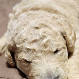 Goldendoodles from Doster Doodles