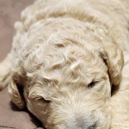 Goldendoodles from Doster Doodles