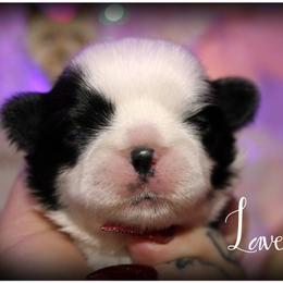 Shih Tzu Puppies from Devil Dogs Shih Tzu's