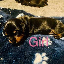 Dachshund Puppies from Hernandez Mini Deli Cutz