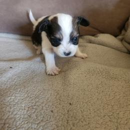 Boy 3 Tymne - White and black male Papillon puppy in Bon Aqua, Tennessee from Rene's Papillon