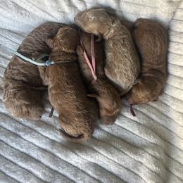 Blue collar AKC - Red  male Poodle puppy in Powder Springs, Georgia from West Cobb Dogs