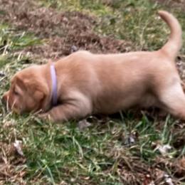 Ginger - Yellow female Labrador Retriever puppy in Princess Anne, Maryland from Little Farm