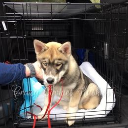 Siberian Husky Puppies from Crazy Cookies Huskies