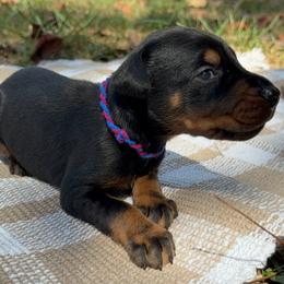 Arrow - Black and rust male Doberman Pinscher puppy in Toney, Alabama from Bhon Mhuir Dobermanns