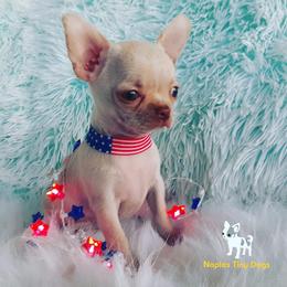 Chihuahua Puppies from Naples Tiny Dogs